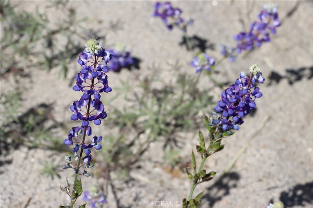 80 Polk Ranch Rd, Coarsegold, CA 93614