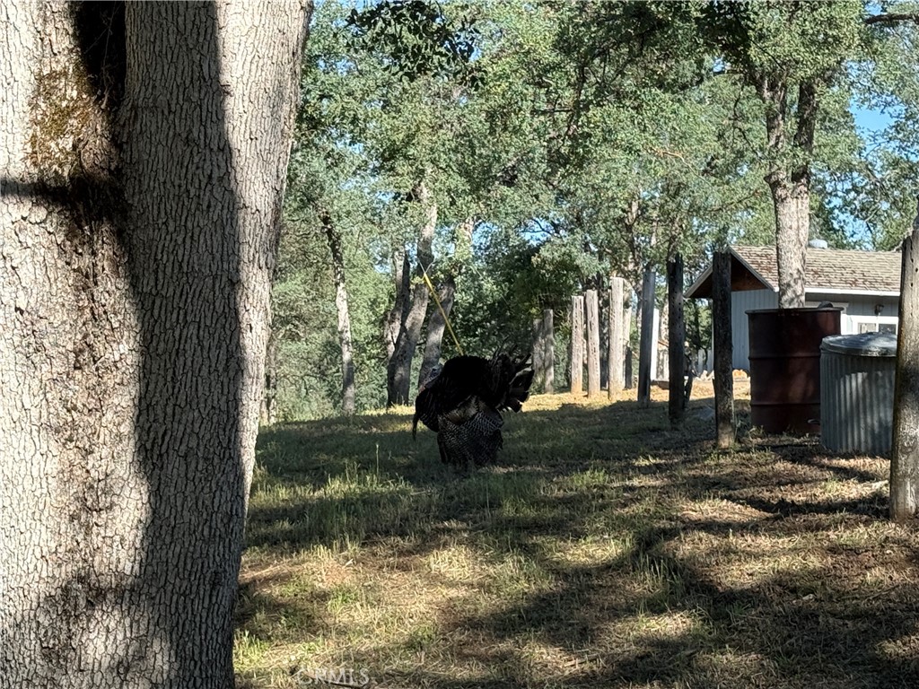 4952 Hidden Springs, Mariposa, CA 95338