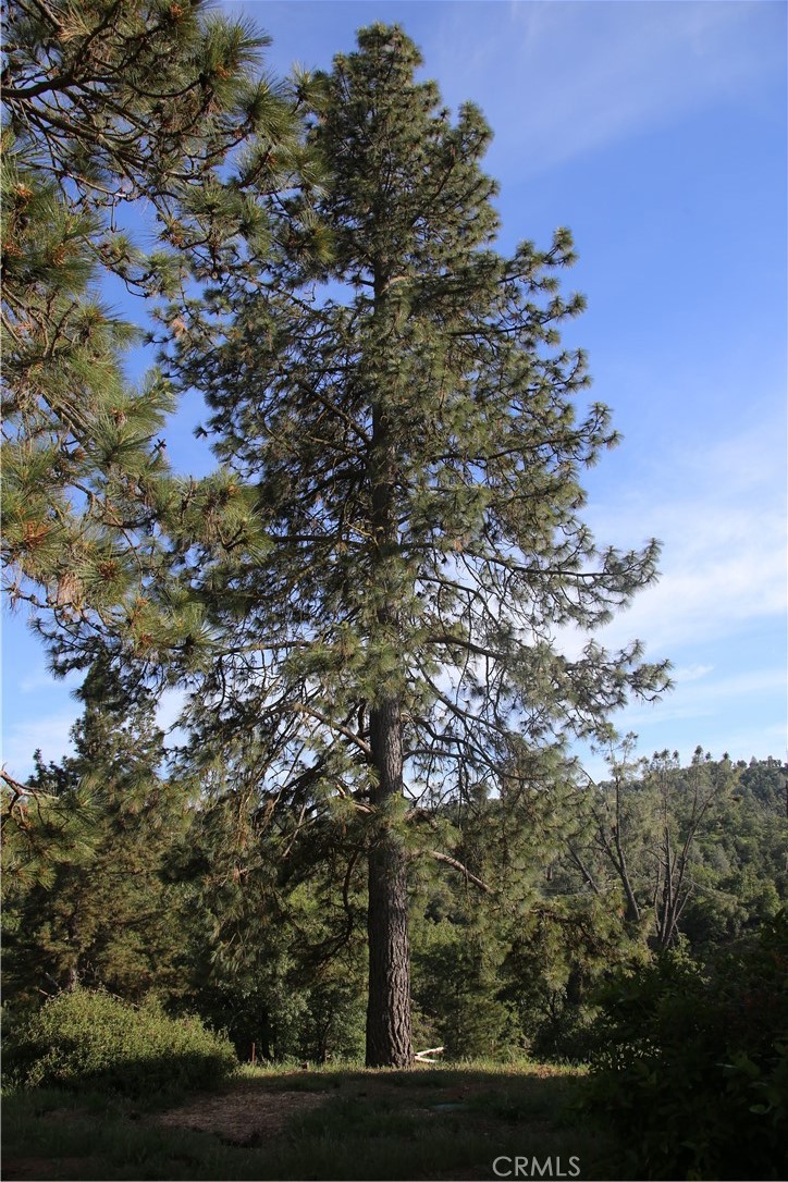 5636 E Whitlock, Mariposa, CA 95338
