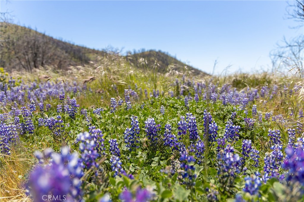 39 Acres Buckingham Mountain Rd, Mariposa, CA 95338
