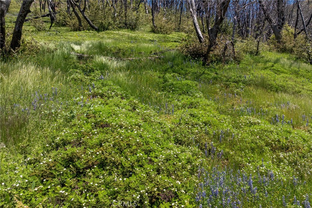 39 Acres Buckingham Mountain Rd, Mariposa, CA 95338