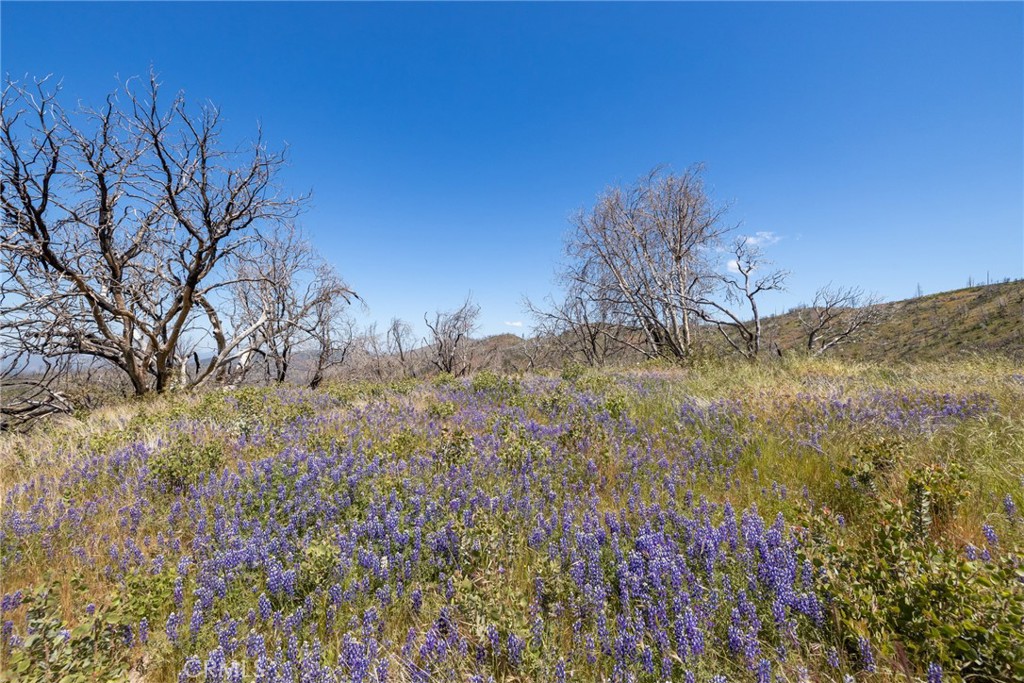 39 Acres Buckingham Mountain Rd, Mariposa, CA 95338