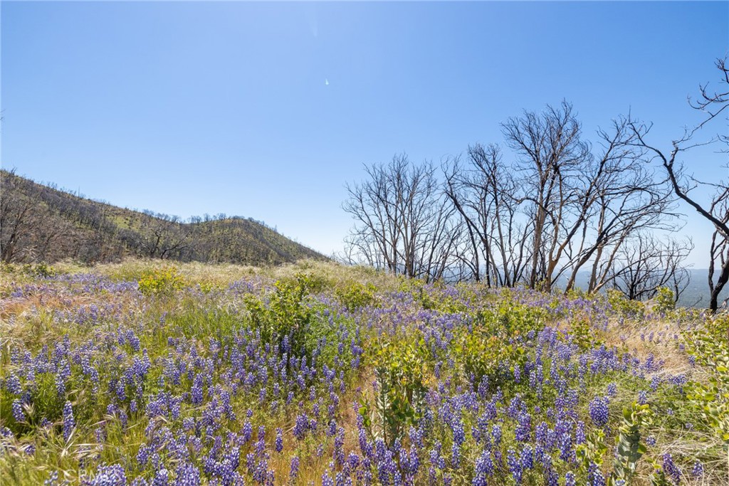 39 Acres Buckingham Mountain Rd, Mariposa, CA 95338