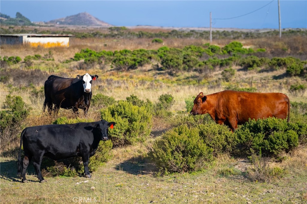 5010 Cabrillo, Cayucos, CA 93430