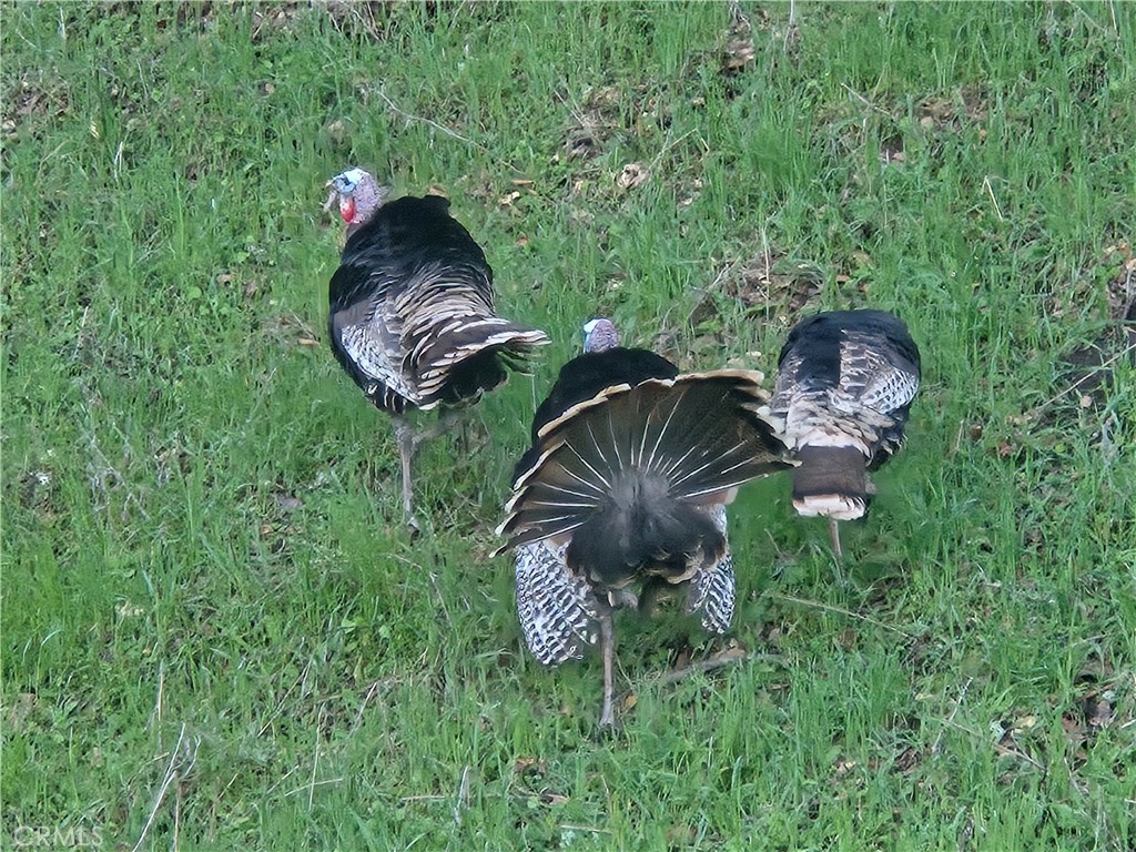 7330 Gage Irving Rd, Paso Robles, CA 93446