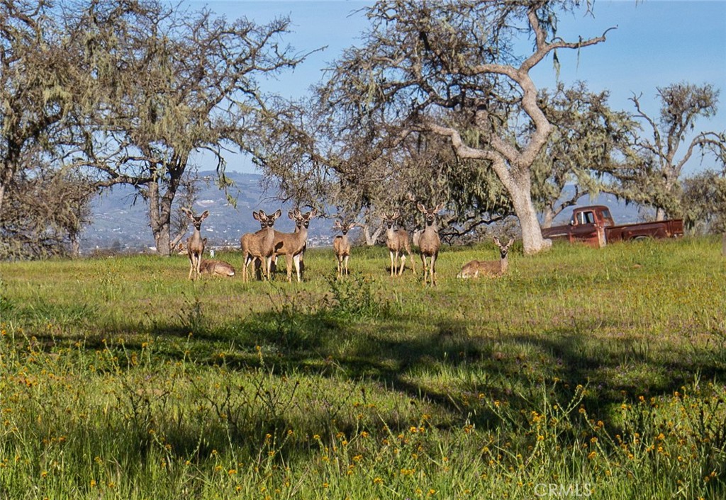 930 Windwood Rd, Paso Robles, CA 93446