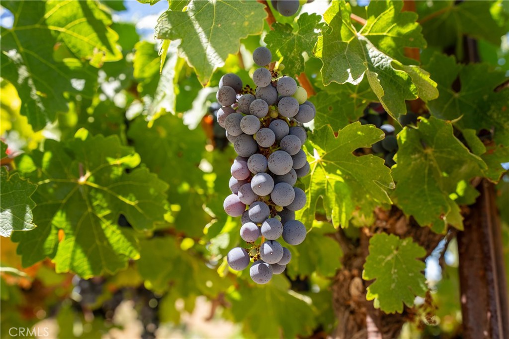 725 Spring Creek Way, Templeton, CA 93465