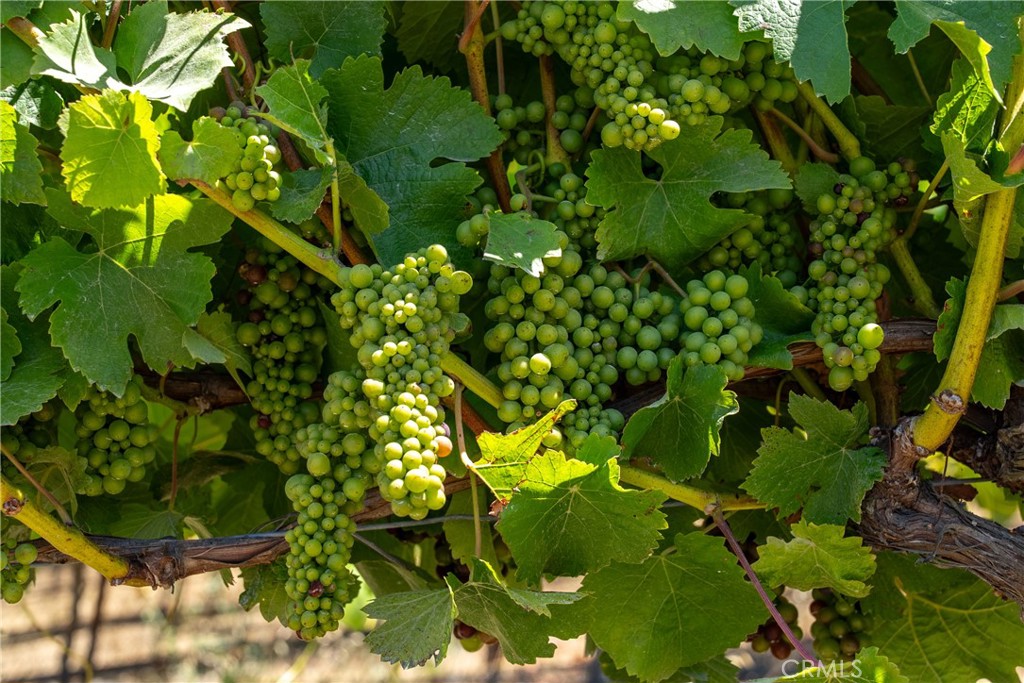 5502 Los Ranchos Rd, San Luis Obispo, CA 93401