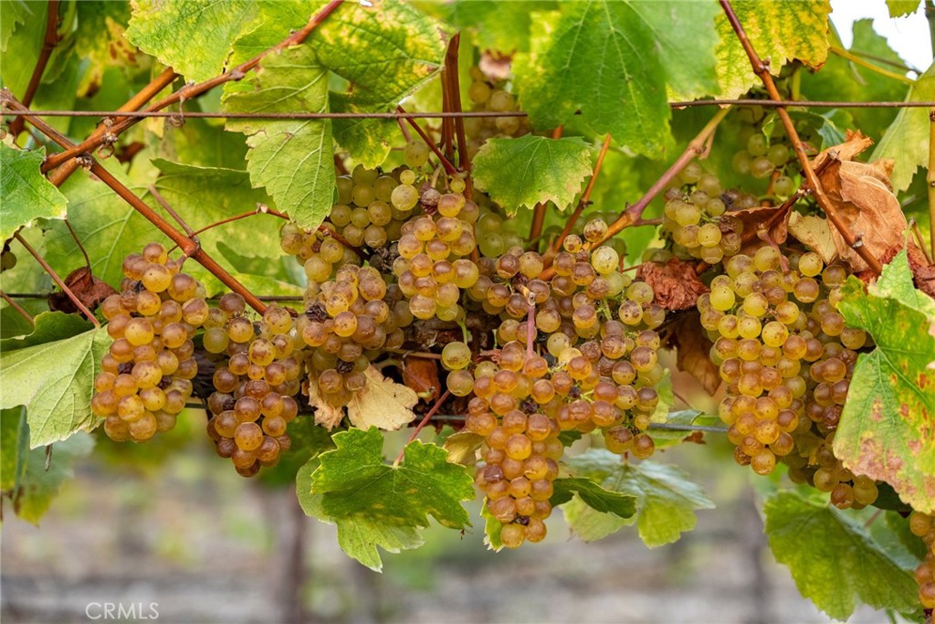 5502 Los Ranchos Rd, San Luis Obispo, CA 93401