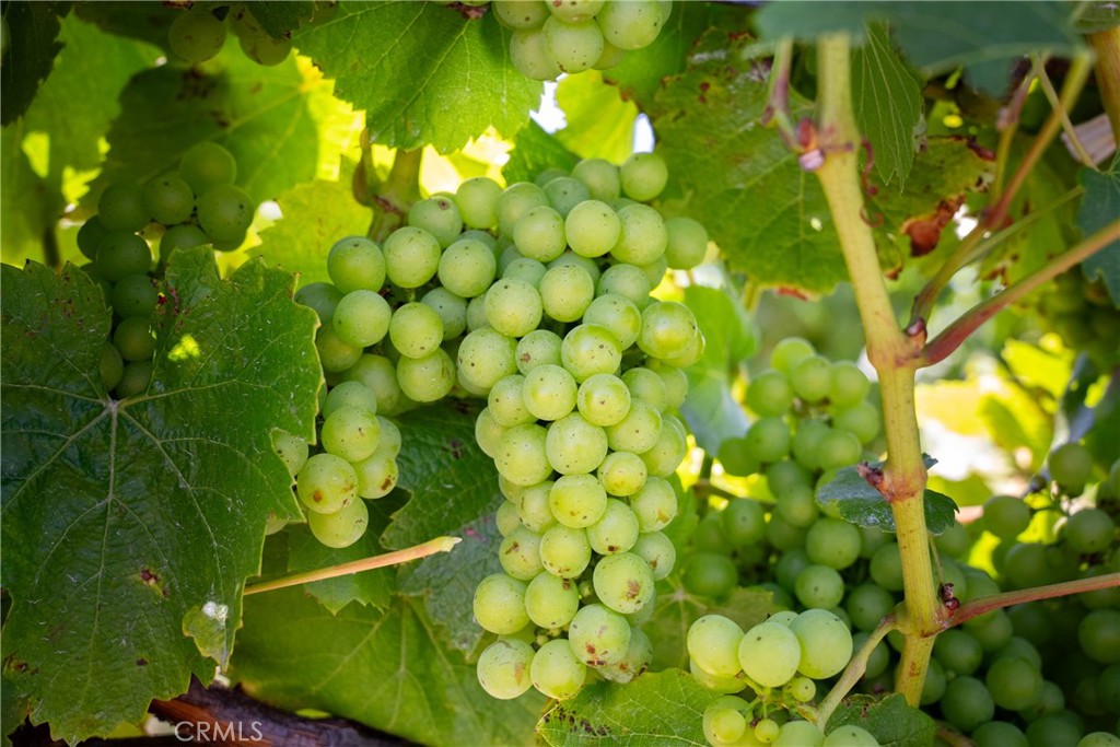 5502 Los Ranchos Rd, San Luis Obispo, CA 93401