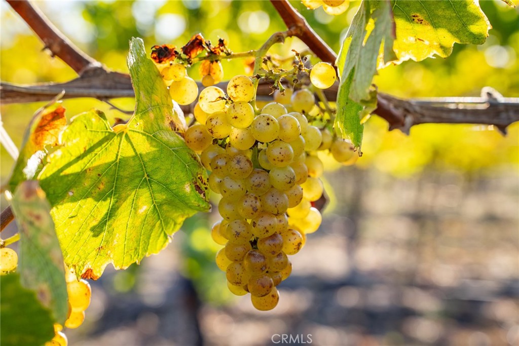 5502 Los Ranchos Rd, San Luis Obispo, CA 93401