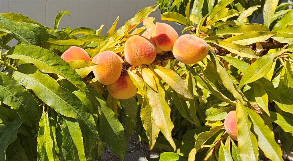 225 Lark Drive, Paso Robles, CA 93446