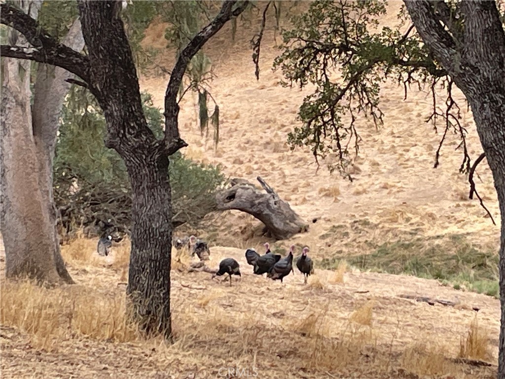 5003 Pretty Doe, Paso Robles, CA 93446