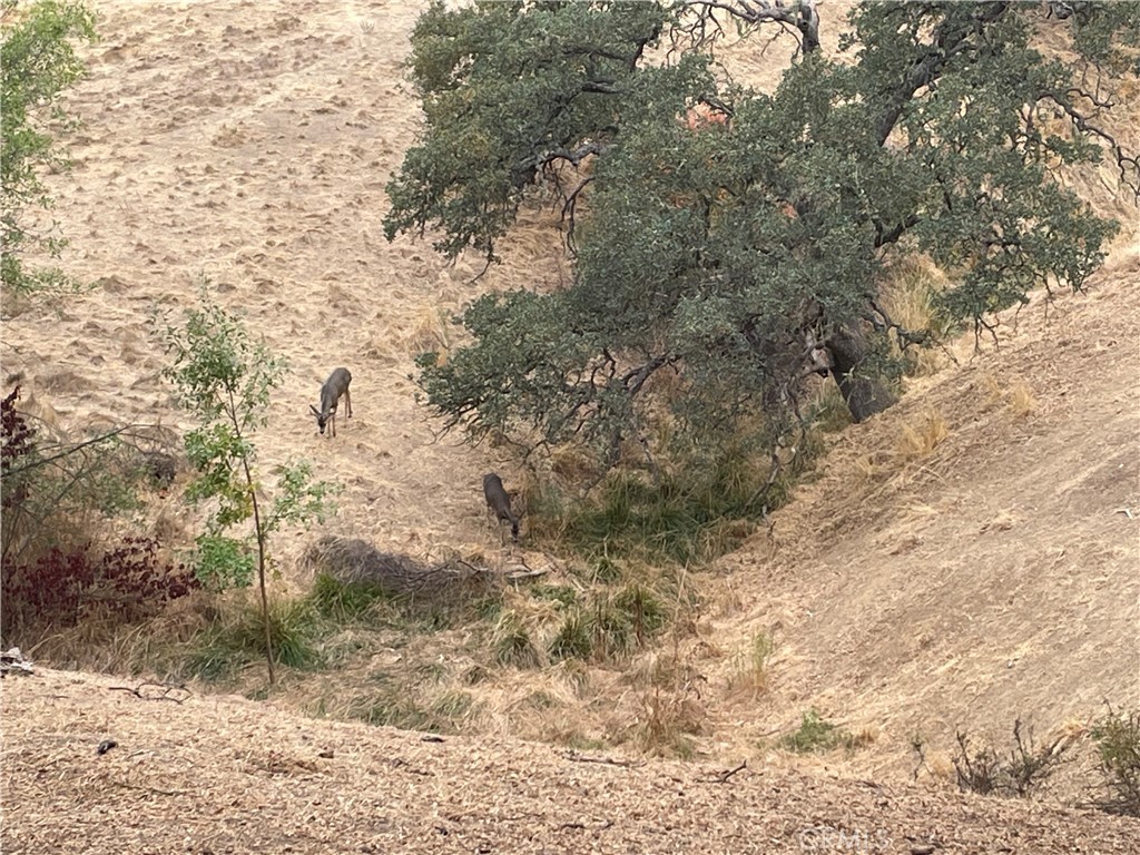 5003 Pretty Doe, Paso Robles, CA 93446