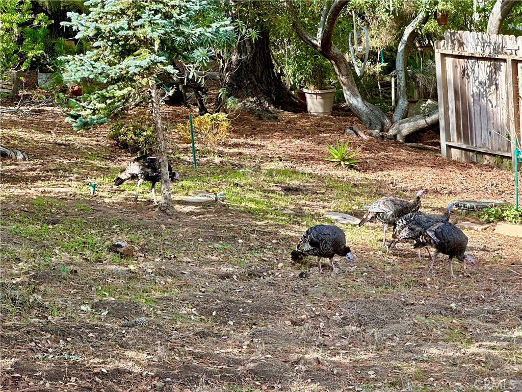 2155 Spencer St, Cambria, CA 93428