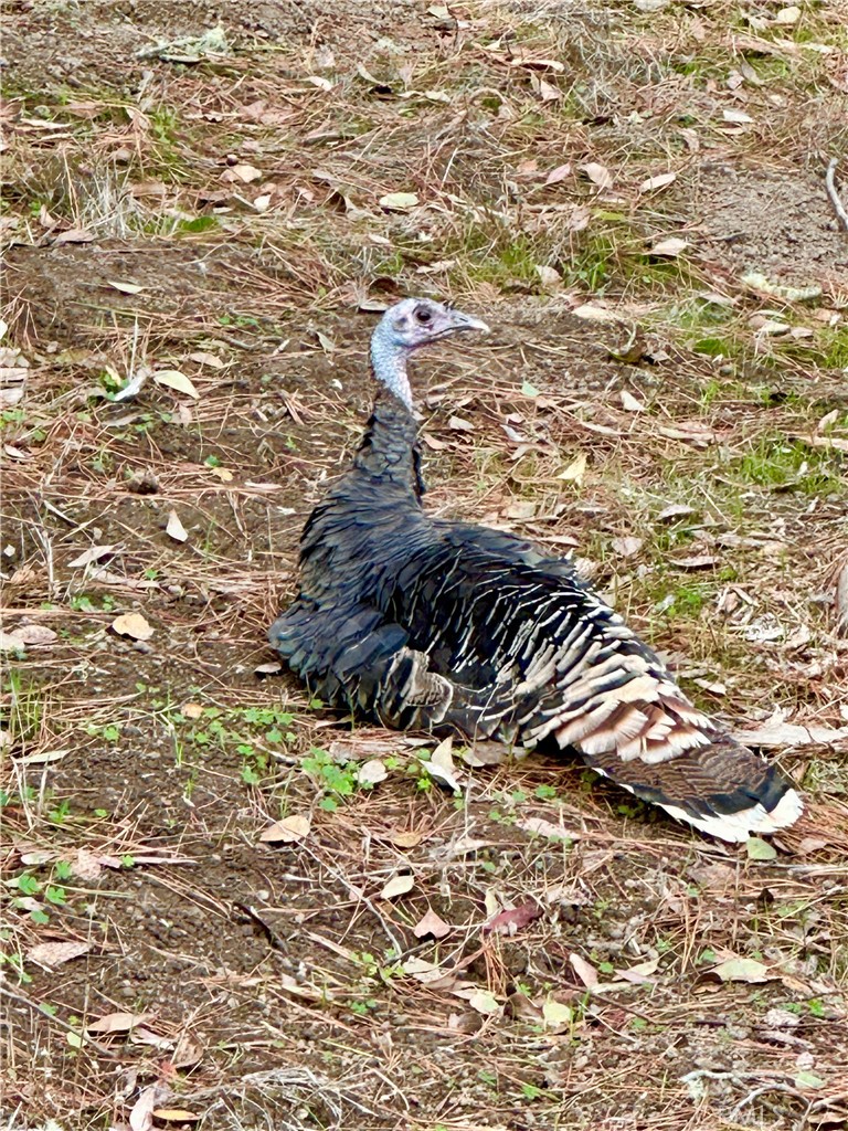 2155 Spencer St, Cambria, CA 93428