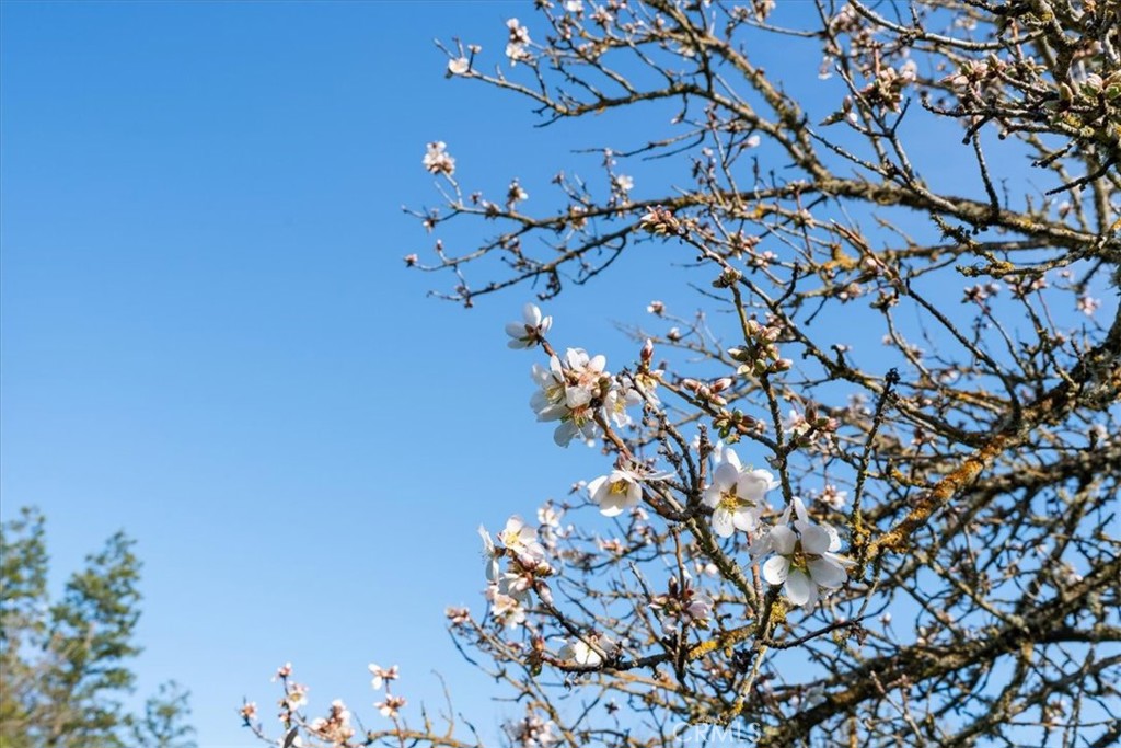 1555 Lyle, Paso Robles, CA 93446