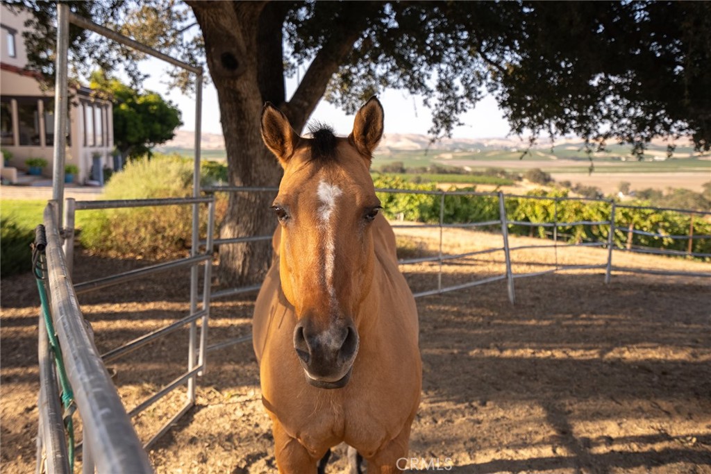 7010 Wilderness Ln, Paso Robles, CA 93446