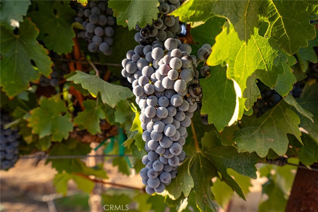 7010 Wilderness Ln, Paso Robles, CA 93446