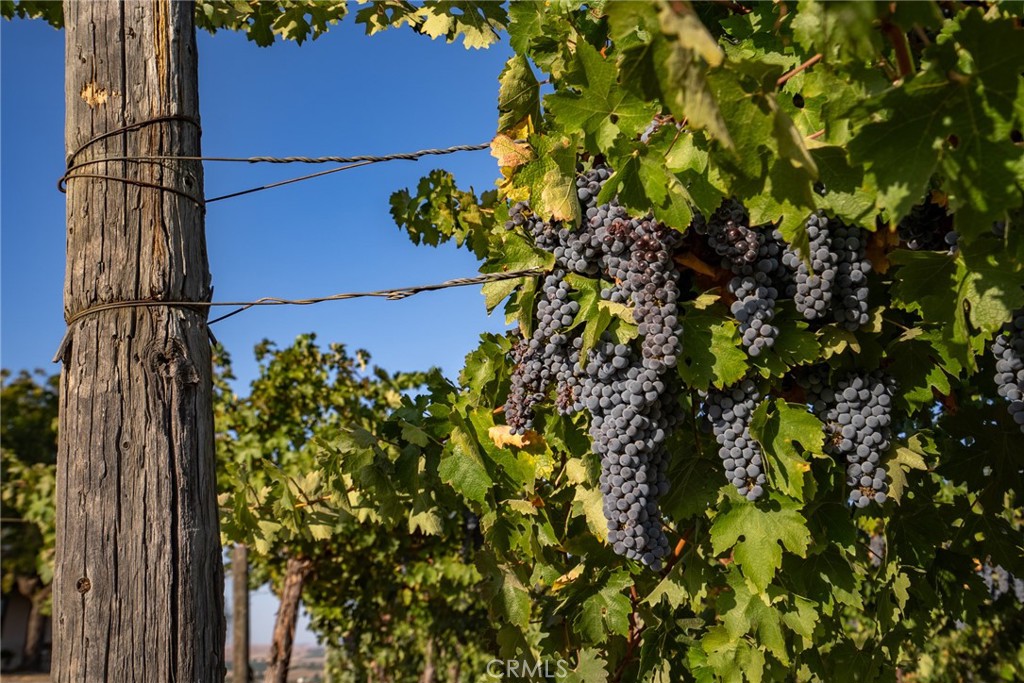 7010 Wilderness Ln, Paso Robles, CA 93446