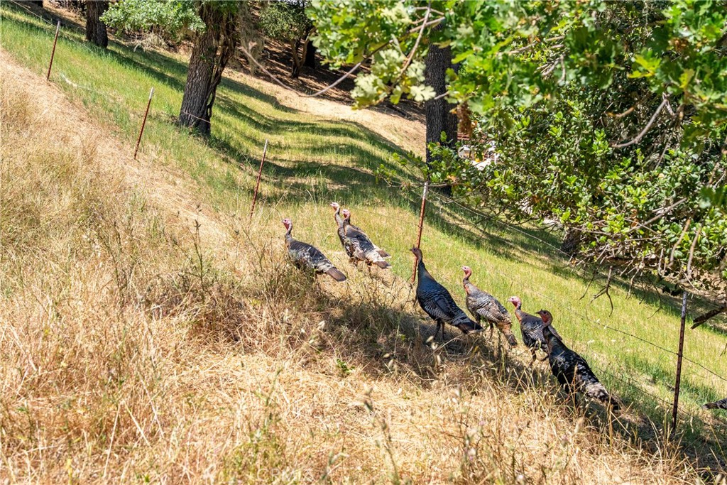 0 Los Gatos Rd, Atascadero, CA 93422