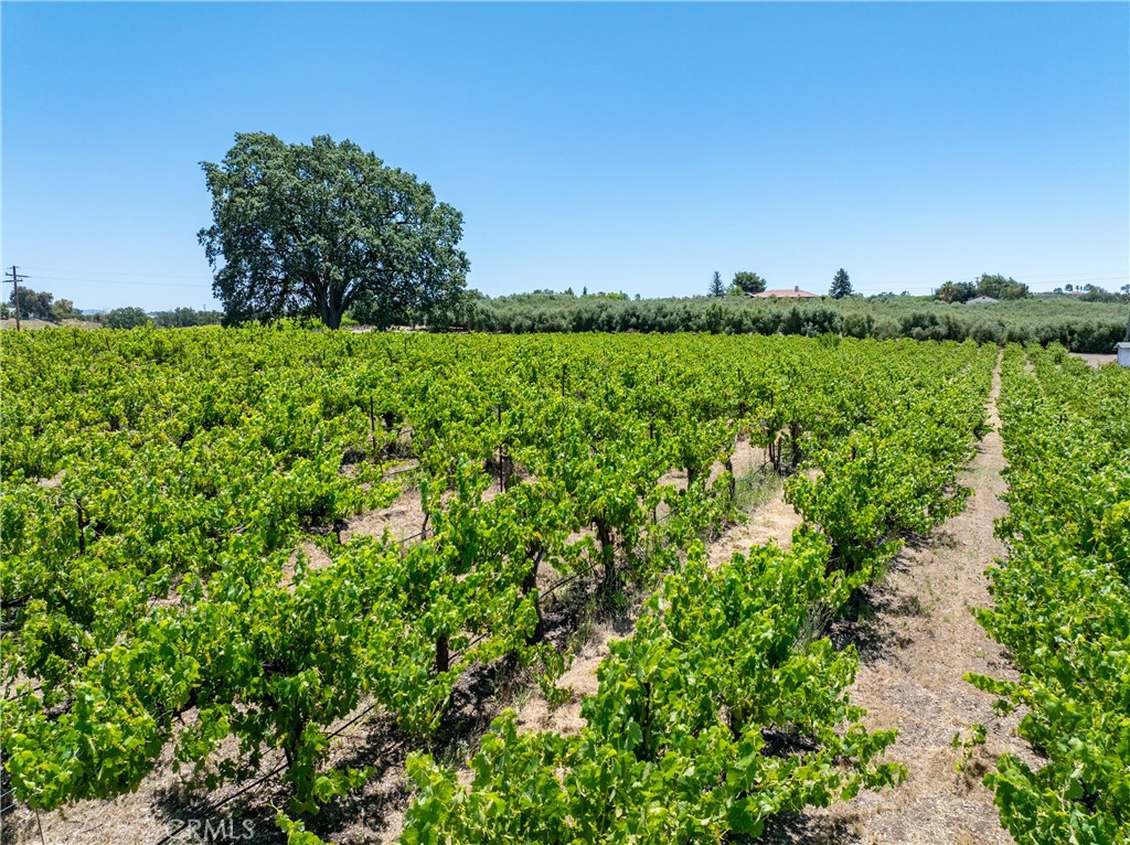 175 White Hawk, Templeton, CA 93465