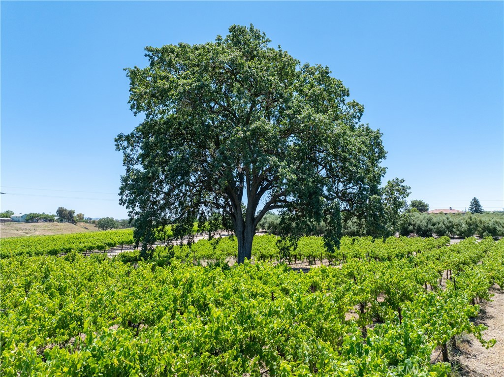 175 White Hawk, Templeton, CA 93465