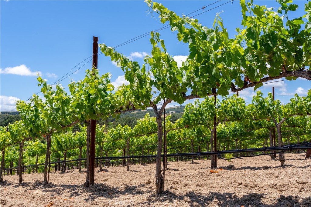 1618 Kiler Canyon, Paso Robles, CA 93446