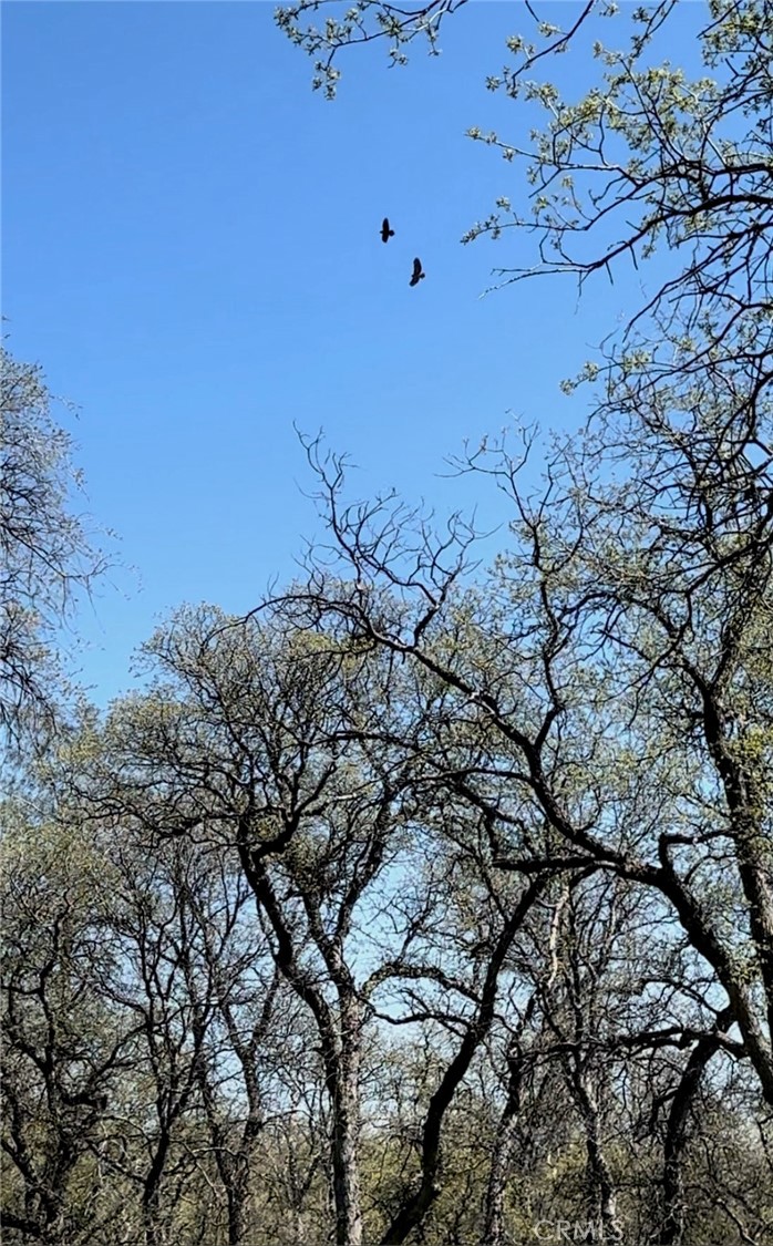 0 Old Wards Ferry Road, Sonora, CA 95370