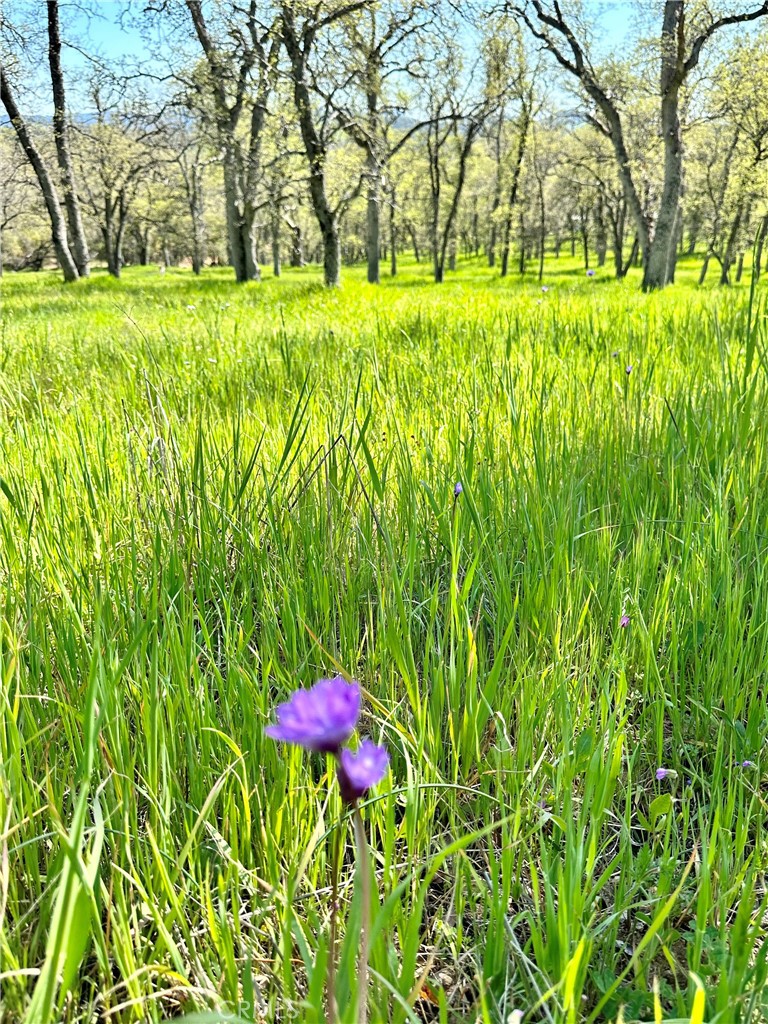 18461 Old Wards Ferry Road, Sonora, CA 95370