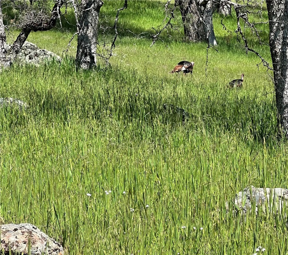 18461 Old Wards Ferry Road, Sonora, CA 95370