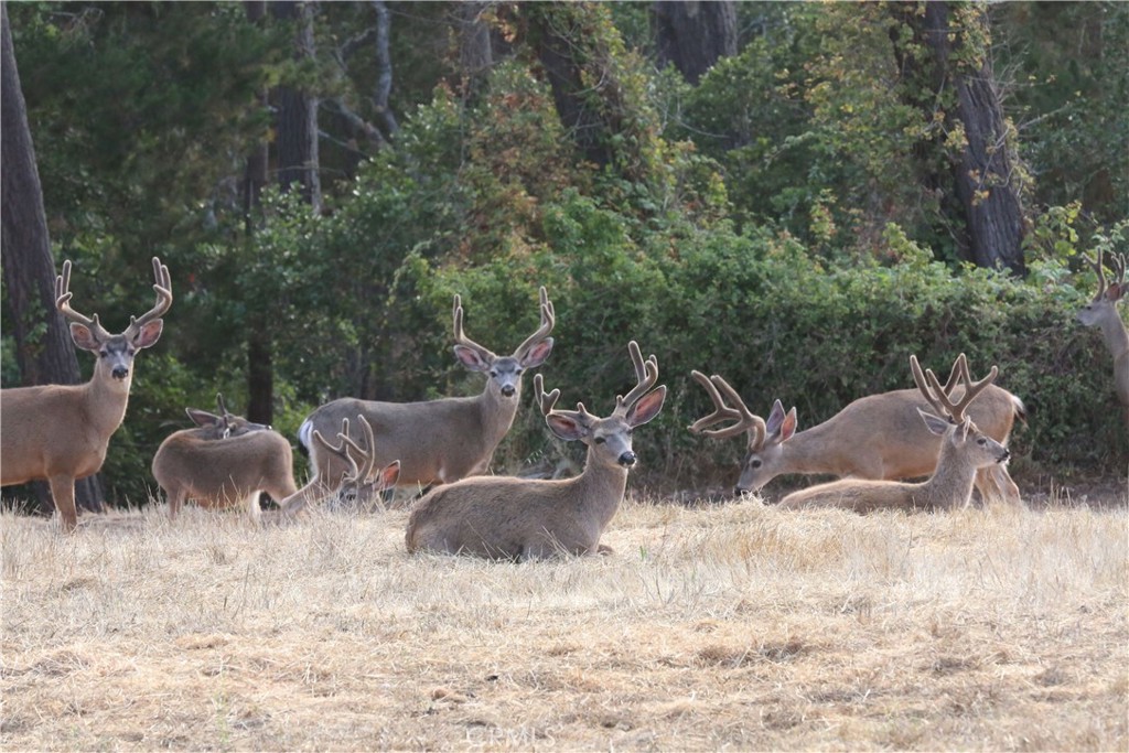 9500 Santa Rosa Creek Rd, Templeton, CA 93465