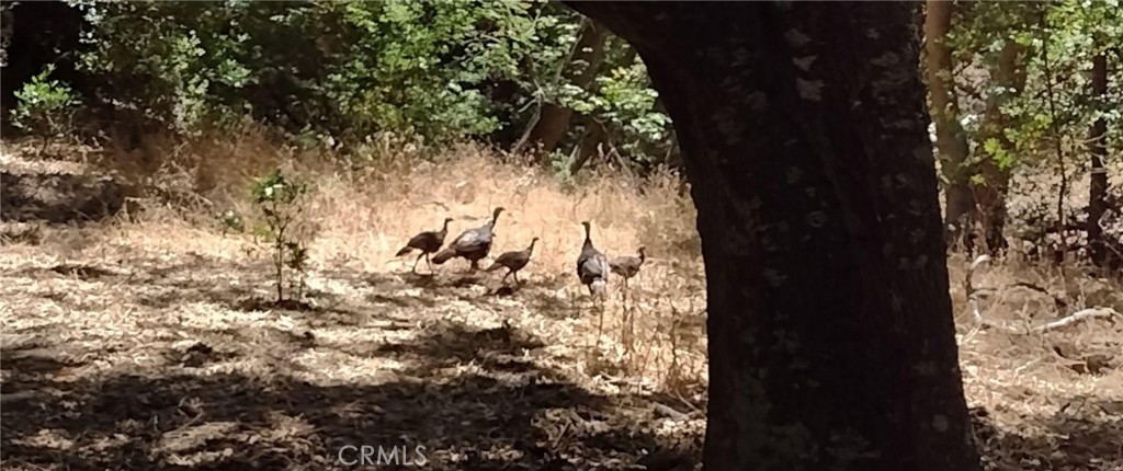 9500 Santa Rosa Creek Rd, Templeton, CA 93465