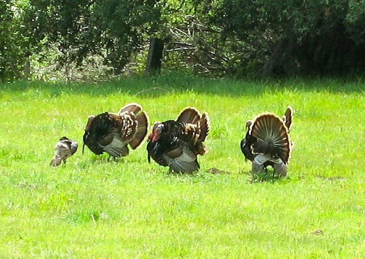 9500 Santa Rosa Creek Rd, Templeton, CA 93465