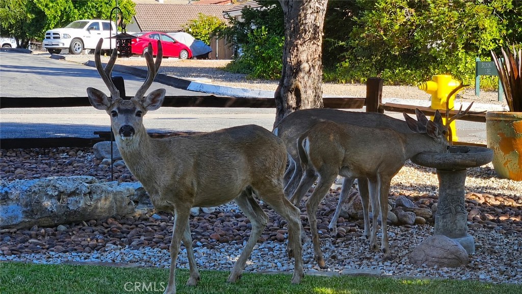 1695 Southfork, Paso Robles, CA 93446