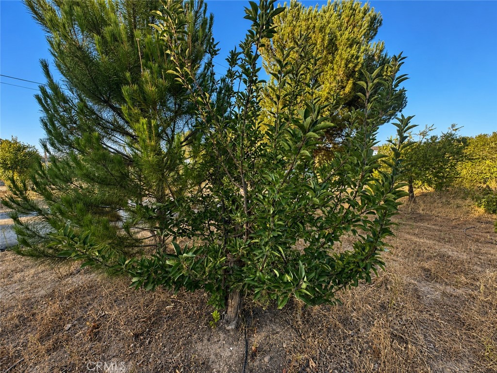 5430 Fa-Rousse, Paso Robles, CA 93446