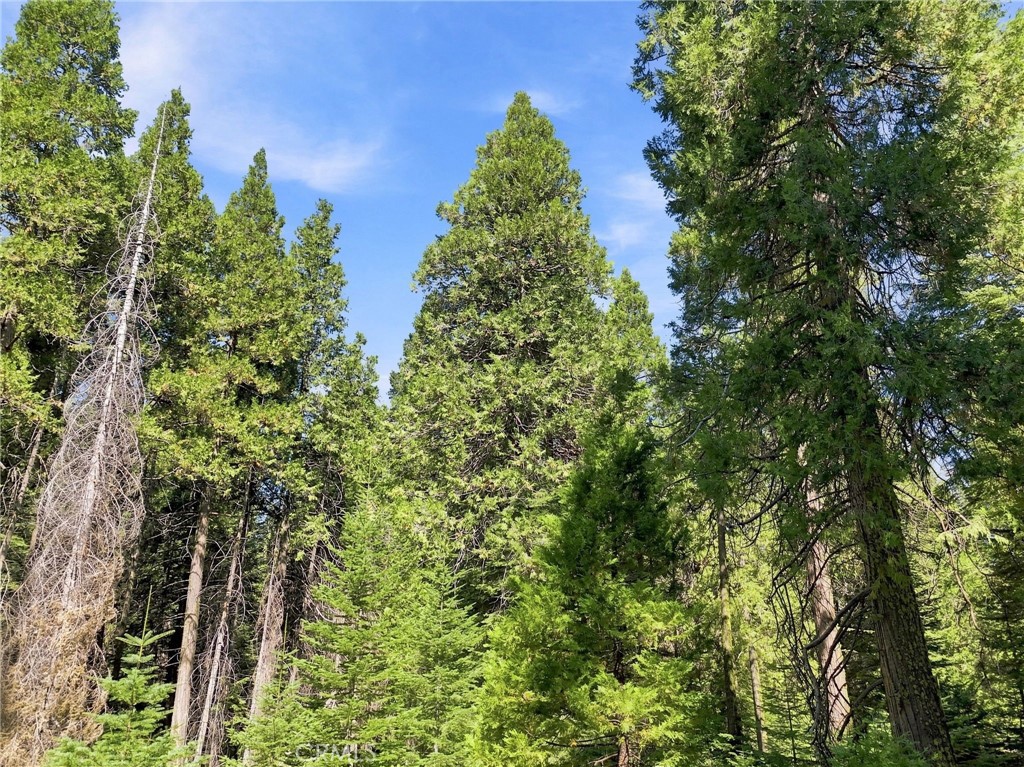 39730 Fox Glove Ln, Shaver Lake, CA 93664