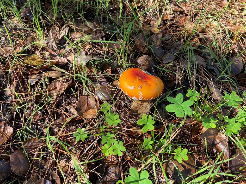 0 Kenneth, Cambria, CA 93428