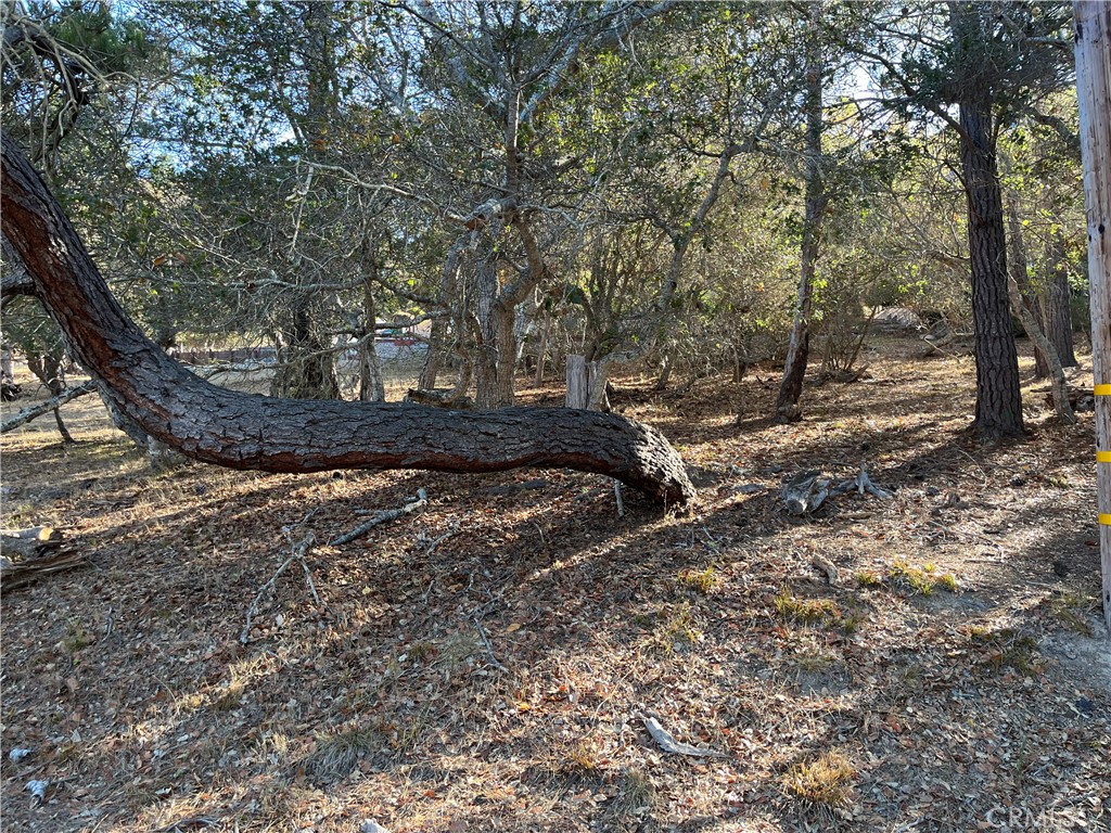 1818 Tweed Ave, Cambria, CA 93428