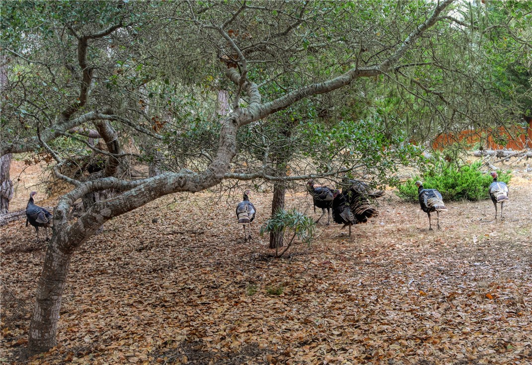 1021 Hillcrest, Cambria, CA 93428