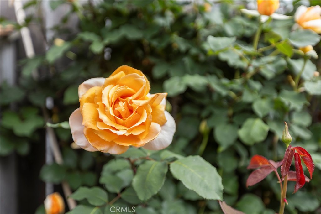 50 5th St, Cayucos, CA 93430