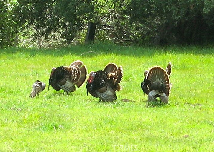 9500 Santa Rosa Creek Rd, Templeton, CA 93465