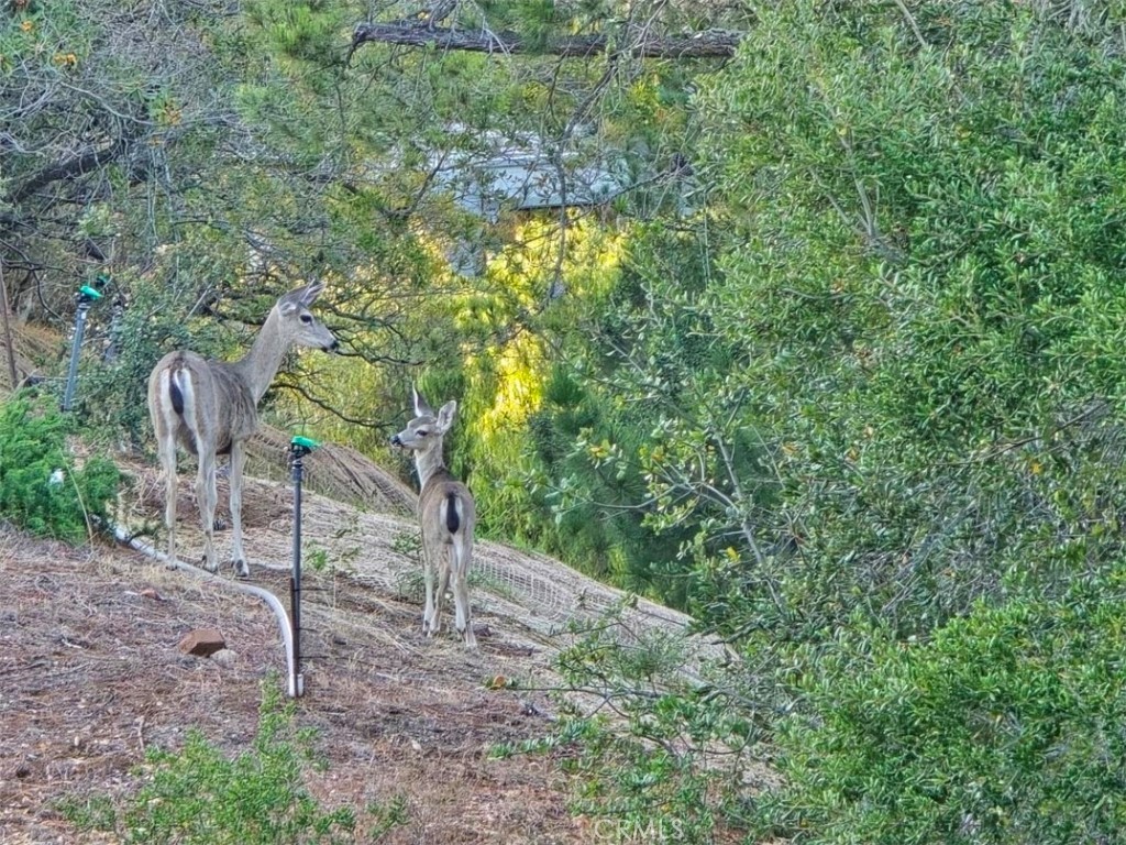 43 Buena Vista Ave, San Luis Obispo, CA 93405