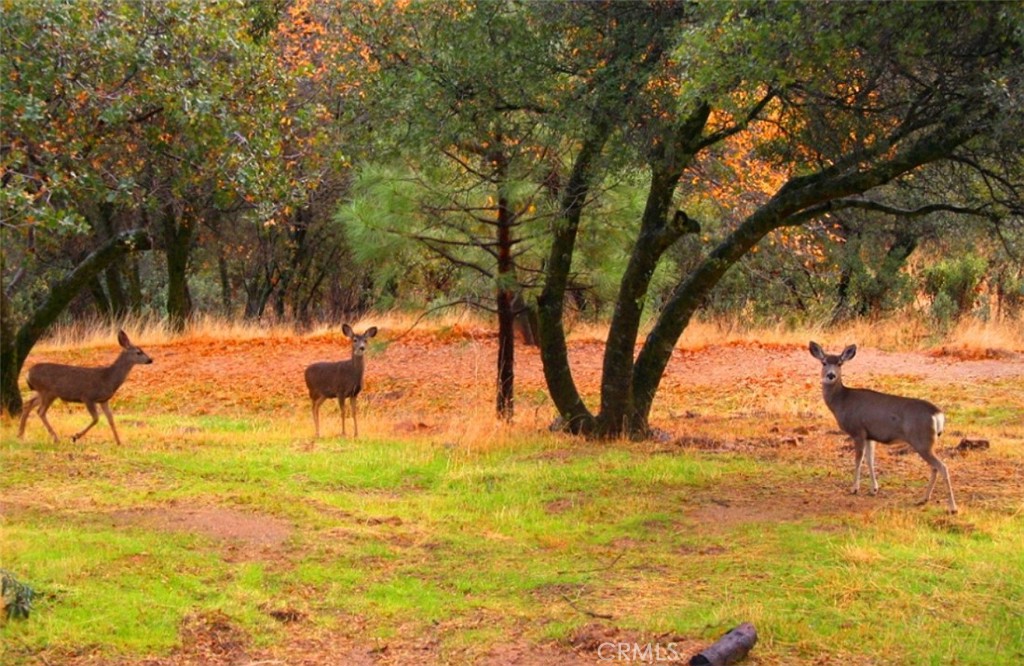 0 Revis Rd, Coarsegold, CA 93614