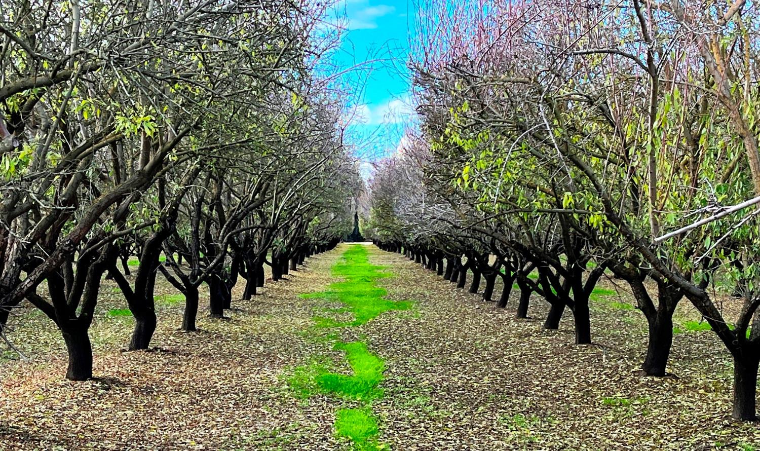 0 000 Eucalyptus, Winton, CA 95388