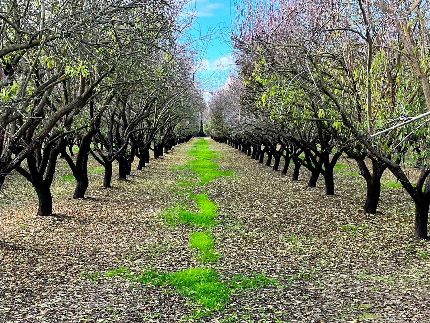 0 000 Eucalyptus, Winton, CA 95388
