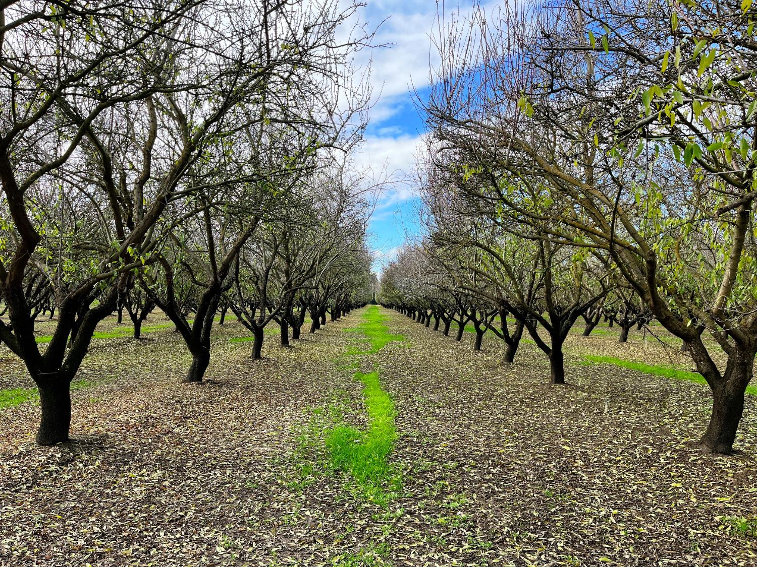 0 000 Eucalyptus, Winton, CA 95388