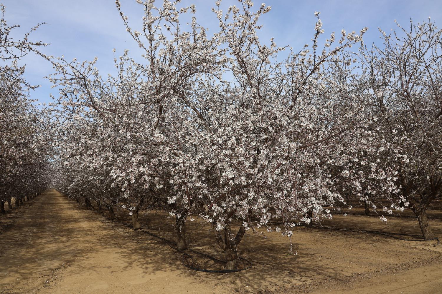 1 W. Shields Ave, Firebaugh, CA 93622