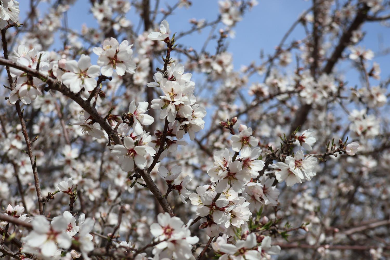 1 W. Shields Ave, Firebaugh, CA 93622