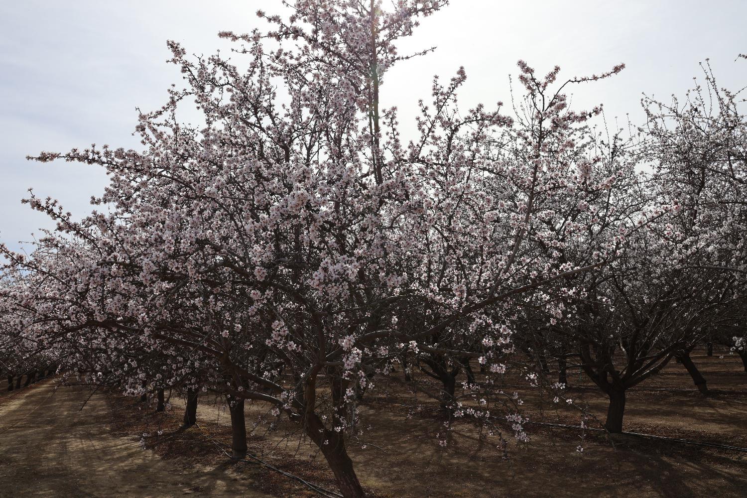 1 W. Shields Ave, Firebaugh, CA 93622